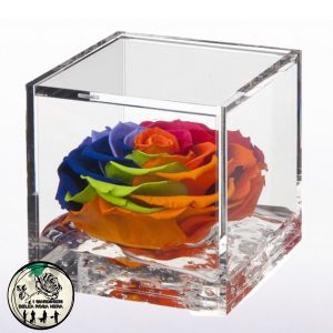 Rosa Stabilizzata Rainbow Multicolor – FLOWERCUBE