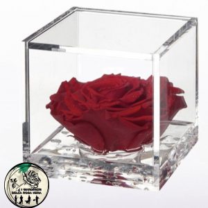 Rosa Stabilizzata Rossa – FLOWERCUBE