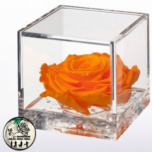 Rosa Stabilizzata Arancio – FLOWERCUBE