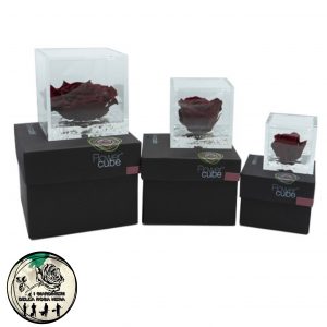 Rosa Stabilizzata Bordeaux – FLOWERCUBE – Special Edition