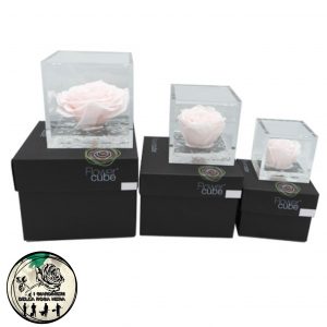 Rosa Stabilizzata Rosa Pastello – FLOWERCUBE – Special Edition