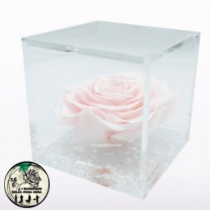 Rosa Stabilizzata Rosa Pastello – FLOWERCUBE – Special Edition