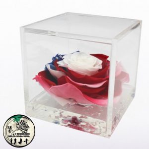 Rosa Stabilizzata Bandiera Americana – FLOWERCUBE – Limited Edition