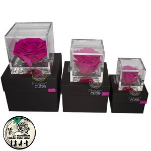 Rosa Stabilizzata Fucsia – FLOWERCUBE – Special Edition