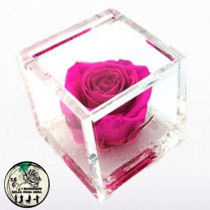 Rosa Stabilizzata Fucsia – FLOWERCUBE – Special Edition