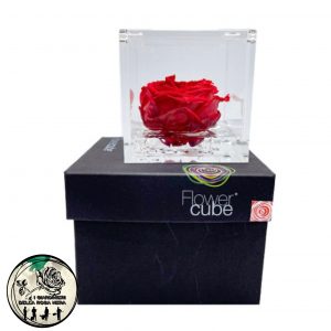 Rosa Inglese Stabilizzata Rossa – FLOWERCUBE – Special Edition