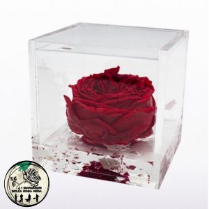 Rosa Inglese Stabilizzata Rossa – FLOWERCUBE – Special Edition