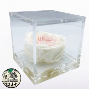 Rosa Inglese Stabilizzata Rosa e Bianco – FLOWERCUBE – Special Edition