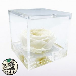 Rosa Inglese Stabilizzata Bianca – FLOWERCUBE – Special Edition